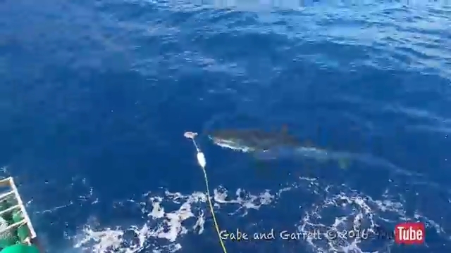 Cá mập trắng xông vào lồng kín của thợ lặn