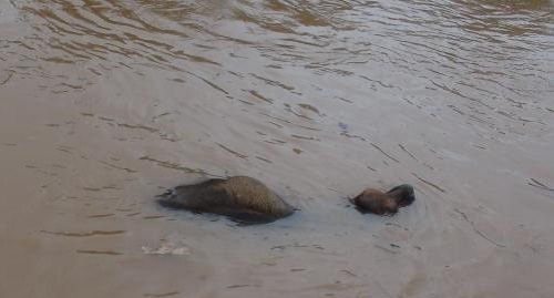 Phó Thủ tướng Trịnh Đình Dũng đến Quảng Bình chỉ đạo ứng phó lũ lụt