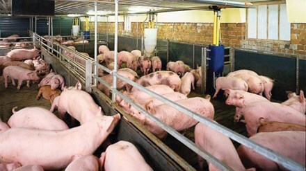 Thủ đoạn “hạ độc” thực phẩm ngày càng tinh vi