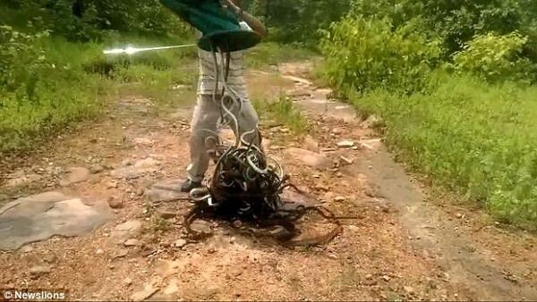 Rợn người cảnh thả hàng trăm con rắn vào rừng