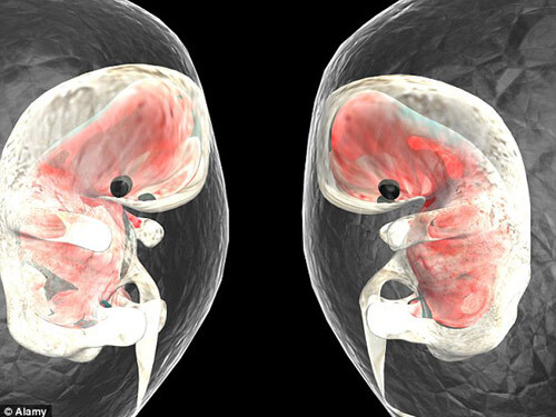 Khám phá bất ngờ về nhịp đập đầu tiên khi thai nhi hình thành