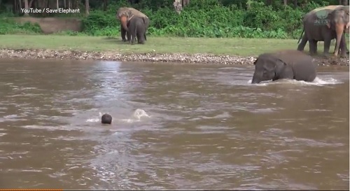 Chú voi lao xuống sông cứu người chết đuối