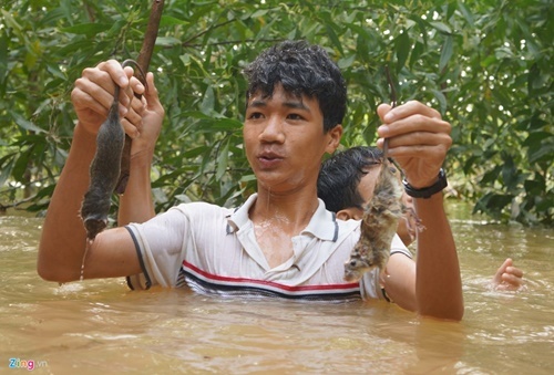 Ngụp lặn trong nước lũ săn món chuột đặc sản