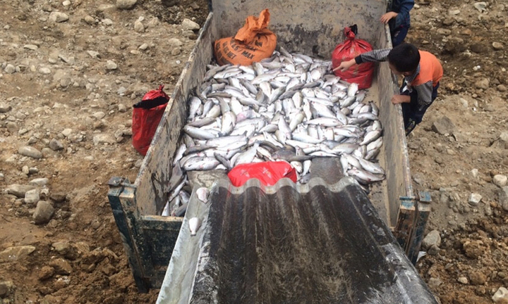 Cá hồi Sa Pa chết hàng loạt chưa rõ nguyên nhân