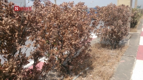 Hà Nội: Lại thêm hàng loạt cây xanh chết khô trên cầu Thanh Trì