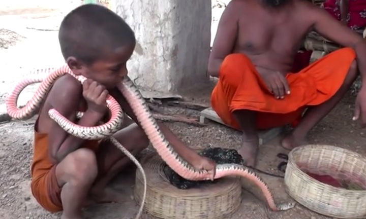 Rắn độc hổ mang chúa bị em bé cầm cổ như đồ chơi