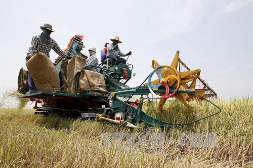 Thái Lan nỗ lực ổn định thị trường lúa gạo