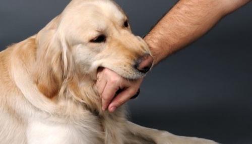 Thầy lang phán chó lành, bệnh nhân chết tức tưởi vì lên cơn dại