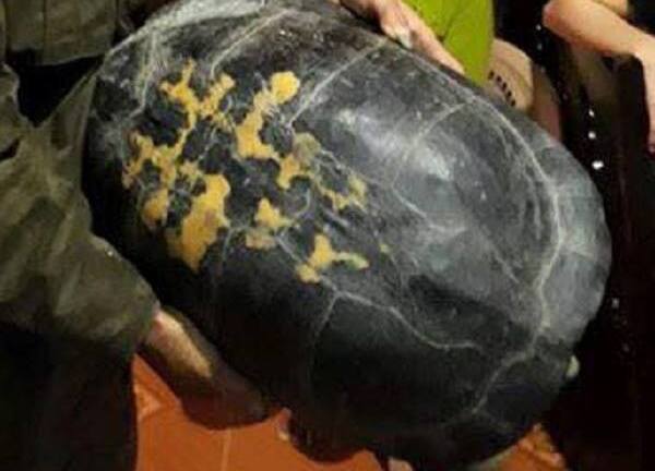 Ra vườn hái rau, người dân phát hiện cụ rùa 