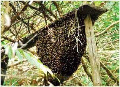 Nam thanh niên bị ong đốt tử vong