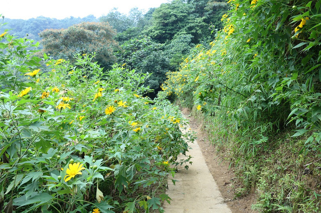 Giới trẻ chen nhau chụp ảnh tại cung đường hoa dã quỳ đẹp nhất Hà Nội