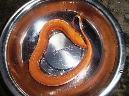 Kỳ lạ con lươn vàng bên mương nước có giá hàng chục triệu