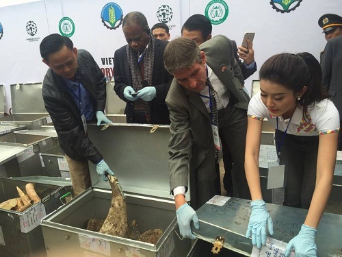 Cận cảnh tiêu hủy hơn 2 tấn ngà voi và trên 70kg sừng tê giác 