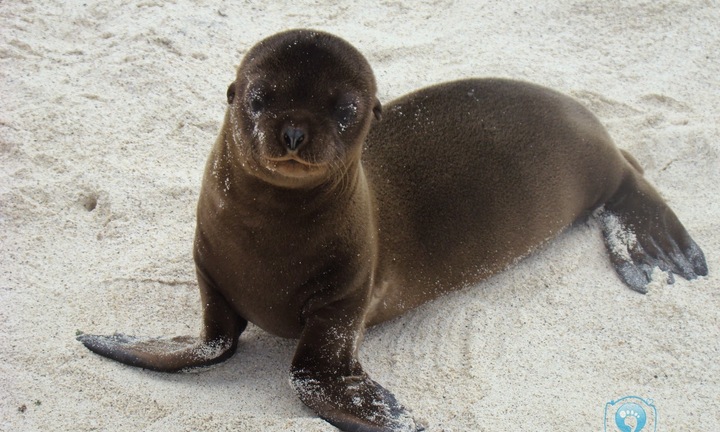 Sửng sốt khi quăng lưới bắt được sư tử biển nặng 3 tạ