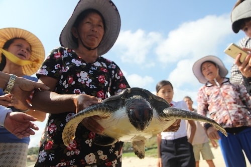 Đồi mồi quý hiếm mắc lưới ngư dân Quảng Nam