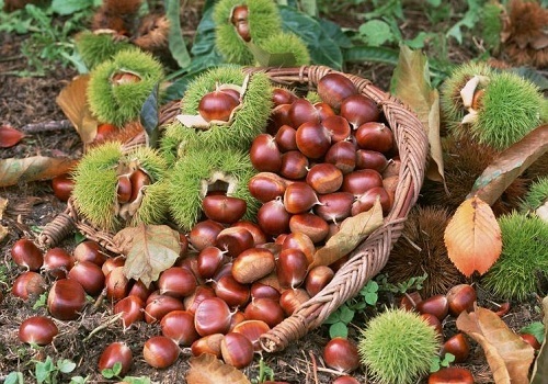 Cách chọn hạt dẻ Trùng Khánh thơm ngon