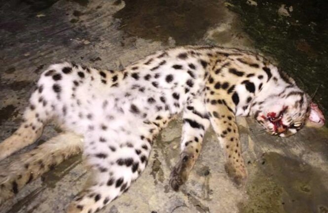 Kiểm lâm truy tìm người giết mèo quý rồi đăng lên facebook