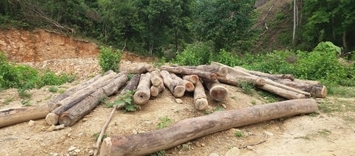 Xử phạt Phó giám đốc văn phòng đăng ký sử dụng đất tiếp tay phá rừng