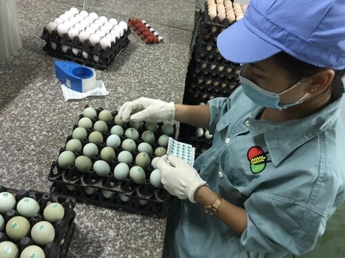 Trứng gà màu xanh được rao bán giàu dinh dưỡng hơn cả nhân sâm?