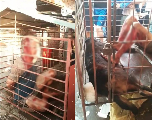 Thanh niên nghi trộm chó bị nhốt trong cũi sắt