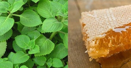 Mẹo chữa ho cảm cúm hiệu quả từ lá húng chanh