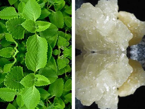 Mẹo chữa ho cho trẻ em nhanh nhất ngay tại nhà