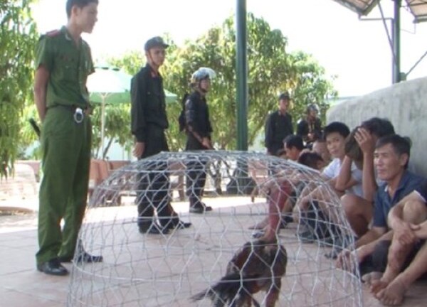 Trăm cảnh sát phá án nóng trong trang trại chăn nuôi... gà chọi