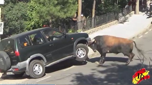 Kết quả cuộc đối đầu giữa chú bò tót hung hăng và chiếc SUV