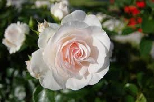 Mách bạn mẹo trị ho hiệu quả cực từ nguyên liệu không ngờ: hoa hồng bạch