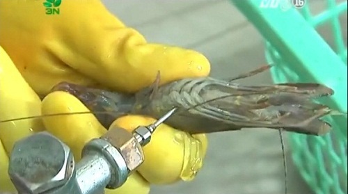 Rùng mình cảnh bơm tạp chất ngày càng tinh vi vào tôm