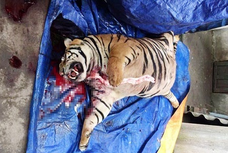 Vụ mua hổ sống 300kg về cắt tiết, nấu cao: 4 đối tượng bị khởi tố