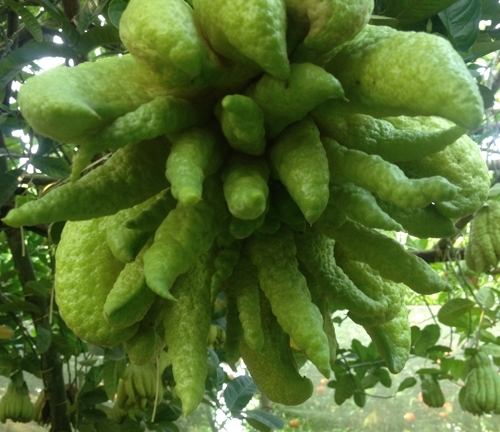 2 cách chữa ho bằng phật thủ đơng giản, hiệu quả