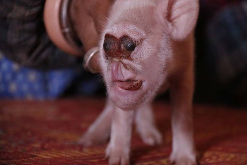 Hàng ngàn người đổ xô đi xem lợn mới sinh có mặt khỉ