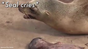 Hải cẩu mẹ rơi nước mắt khi hải cẩu con chết