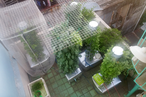 Nể phục trước tài chăm vườn rau sạch 10m2 của anh chồng thương vợ