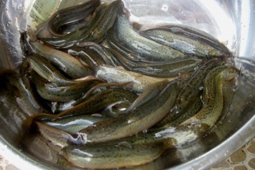 Chia sẻ 4 cách làm sạch cá chạch đơn giản nhất cho bạn