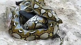 Bị trăn siết, dơi khổng lồ tung đòn hiểm tử chiến