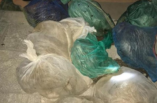 Phát hiện vụ nhập gỗ lậu, 9 cá thể động vật từ Lào về Việt Nam