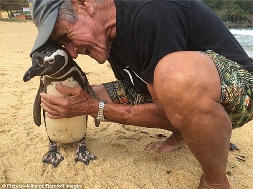 Mỗi năm chú chim cánh cụt vượt 8000km để thăm ân nhân cứu mạng