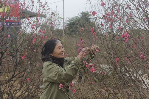 Đào Nhật Tân nở sớm đón Tết dương lịch