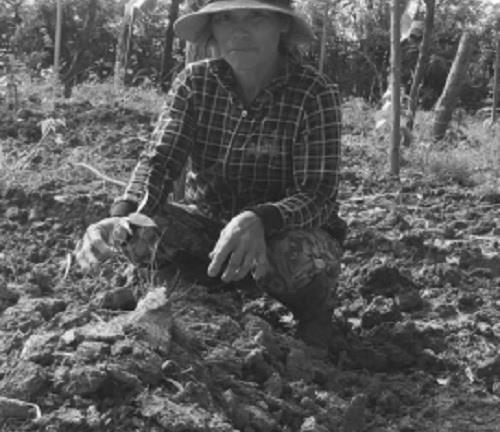 Ai chịu trách nhiệm cty ma tổ chức hội thảo “chui” tại UB xã bán giống cây rởm?