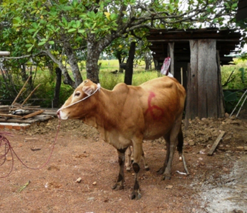 Nghi án xã thông đồng với chủ trang trại – nông dân nghèo phải mua bò giá cắt cổ