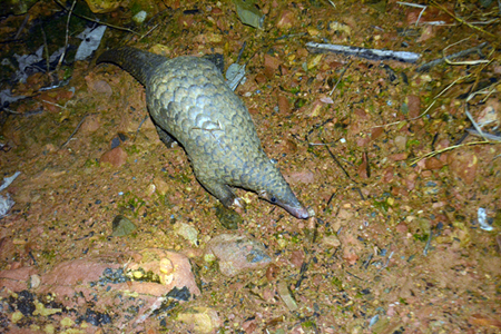 54 cá thể tê tê quý hiếm được thả về với tự nhiên