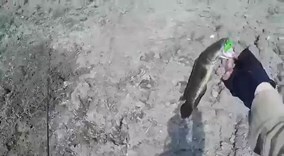 Cần thủ câu cả đàn cá lóc bằng... ếch nhựa