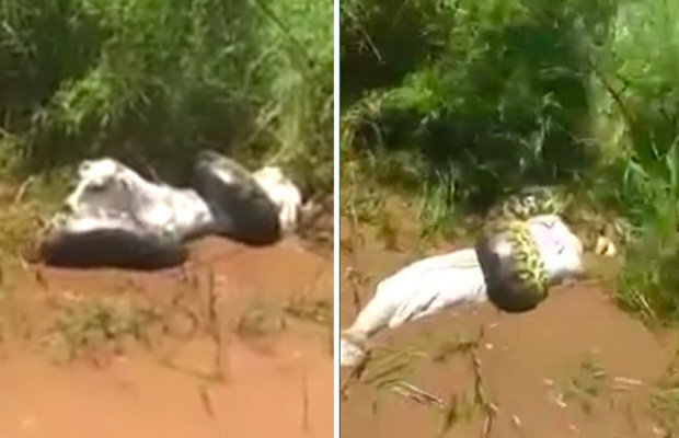 Trăn khổng lồ siết chặt, dìm chết con bò xấu số xuống bùn