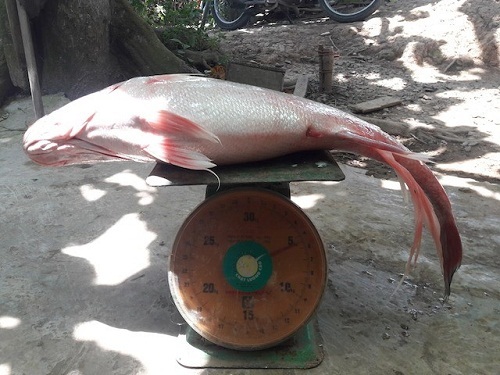 Ngư dân Vĩnh Long bắt được cá sủ vàng 3,5 kg giá tiền tỷ