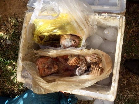 Bắt quả tang xe khách vận chuyển trái phép ba cá thể khỉ đông lạnh