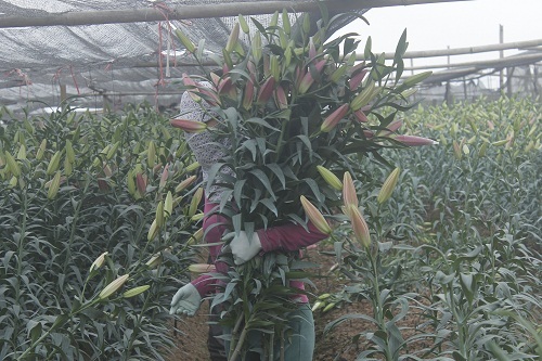 Hoa ly nở sớm, người dân Tây Tựu lỗ hàng trăm triệu đồng