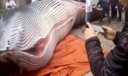 Cá voi 8 tấn bị công ty Trung Quốc xẻ thịt làm quà Tết gây sốc
