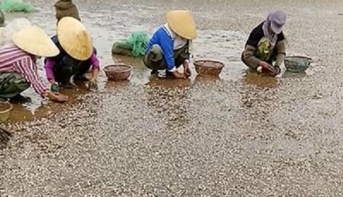 Ngao chết hàng loạt ở Thanh Hóa: Phát hiện mẫu chất thải độc hại